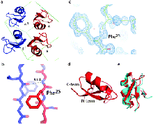 Figure 4. X-Ray structure of kaliotoxin.
