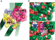 Figure 5. Exposure of substrate upon opening of the HP2 loop in macrostate I.