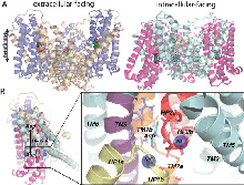 Figure 2. Structures of the homotrimeric aspartate transporter, GltPh in the outward-facing (E) and inward-facing (I) macrostates.