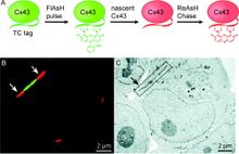 Figure 4. Pulse-chase labeling of Cx43 with FlAsH and ReAsH and correlative fluorescence and EM images.