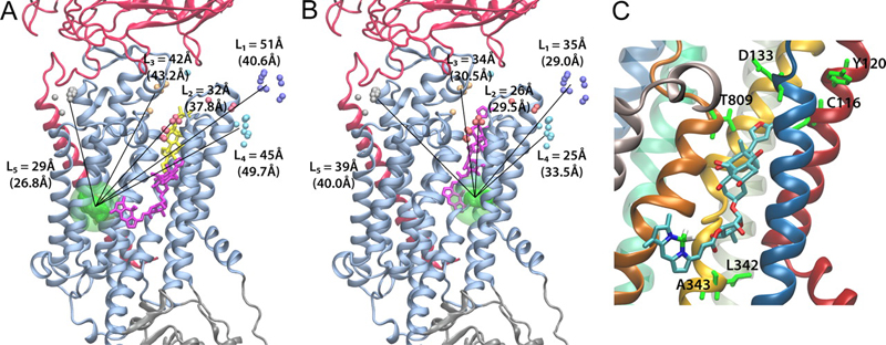 Figure 4. Orientation of ouabain in the α subunit based on structural factors of the PDB (3A3Y).