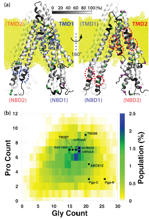 On The Origin Of Large Flexibility Of P Glycoprotein In The Inward