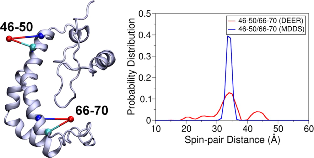 Simulating the Distance Distribution between Spin-Labels Attached to  Proteins