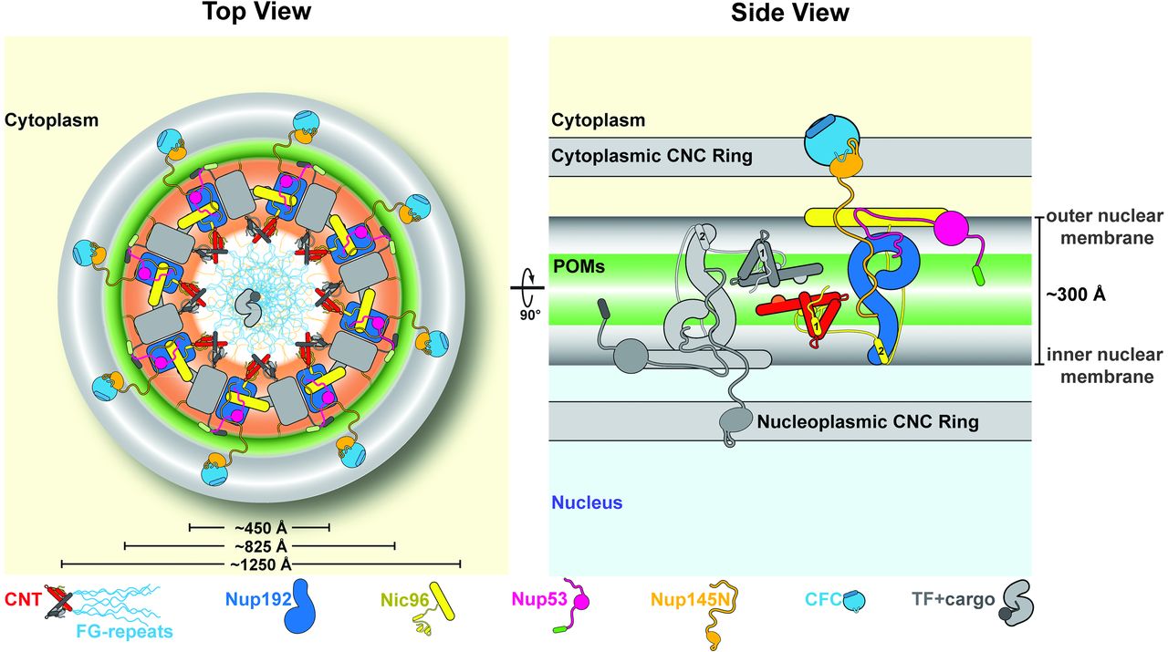 Lam Machtigen Oordeel Architecture of the fungal nuclear pore inner ring complex | Membrane  Protein Structural Dynamics Gateway