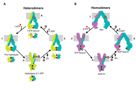 Membrane Protein Structural Dynamics Gateway